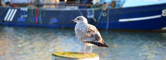 Möwe